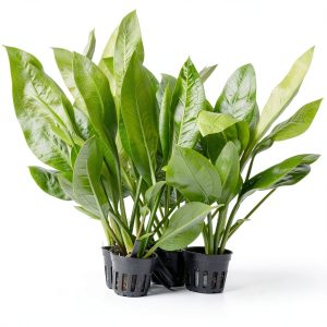 Amazon Sword Live Aquarium Plant 3 Pack by Water Plants Natural Green-0